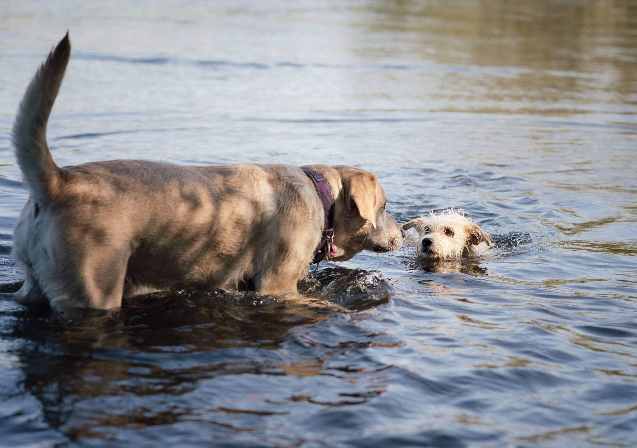 Zwei Hunde, die mit Entdeckerpfoten Gassi gehen, treffen sich im Wasser
