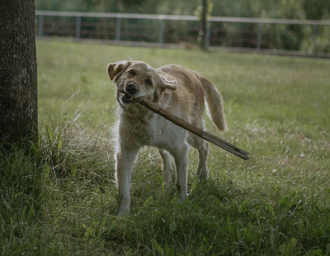Ein Hund geht in Köln Gassi mit Hundebetreuung Entdeckerpfoten und spielt währenddessen mit einem Stock im Maul