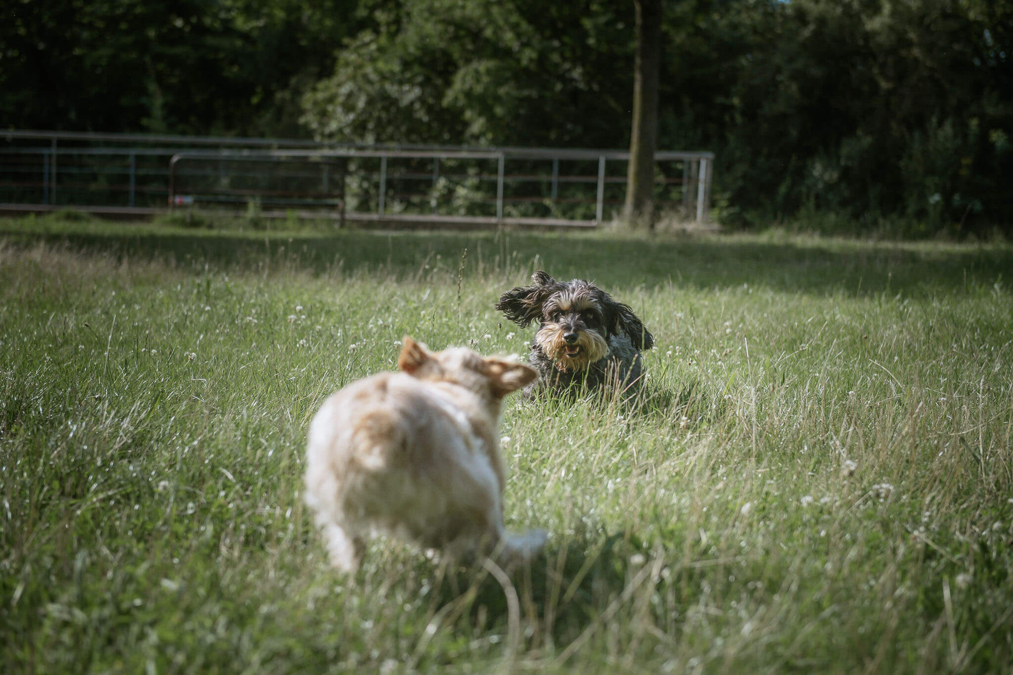Zwei Hunde werden vom Gassi-Service Entdeckerpfoten betreut und spielen auf einer Wiese in Köln
