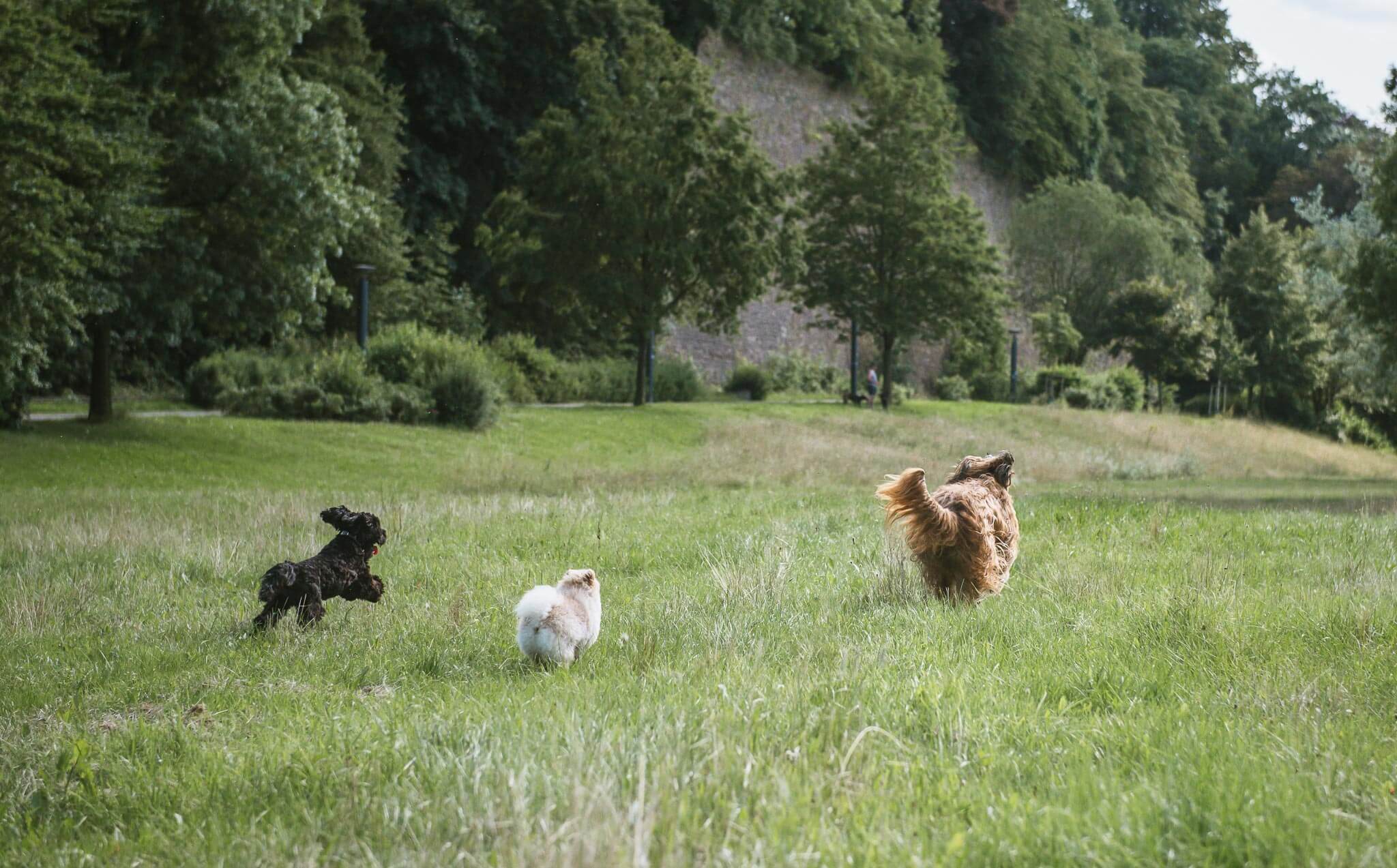 Hunde, die mit Hundebetreuung Entdeckerpfoten Gassi gehen, rennen über eine Wiese in Köln