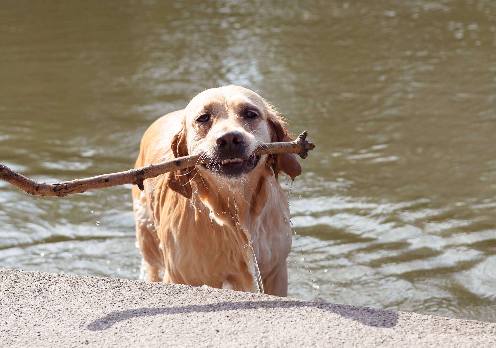 Ein Hund, der vom Gassi-Service Entdeckerpfoten ausgeführt wird, kommt mit einem Stock aus dem Wasser