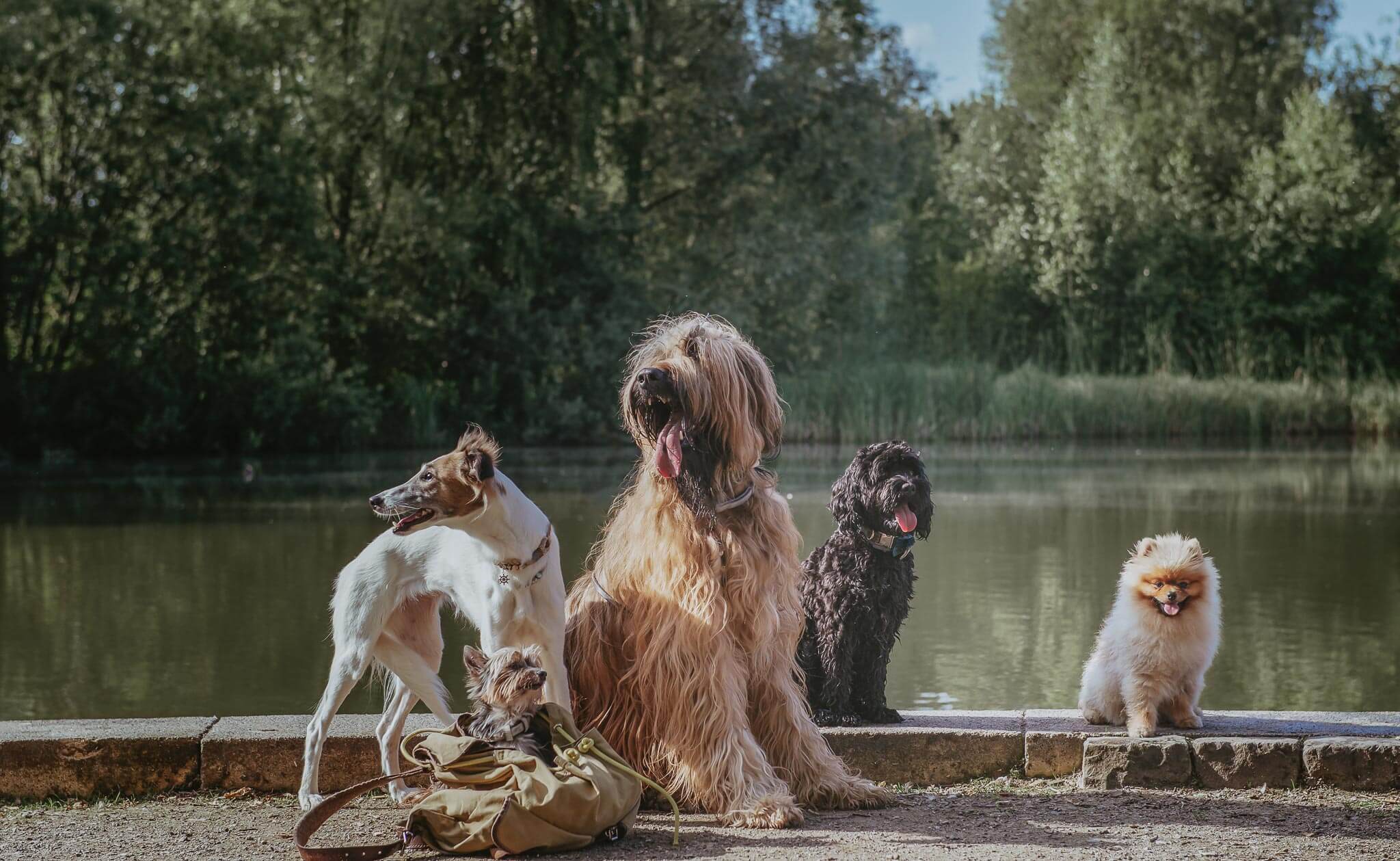 Fünf Hunde vom Gassi-Service während einer Entdeckertour am Wasser
