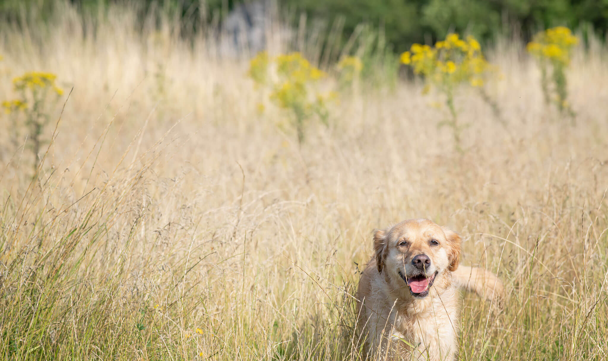Golden Retriever beim Dogwalk mit Entdeckerpfoten steht fröhlich in einem Feld