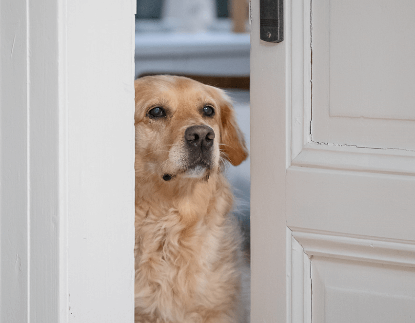Ein Golden Retriever wartet hinter einer Tür aufs Gassi gehen mit dem Gassi-Service Entdeckerpfoten