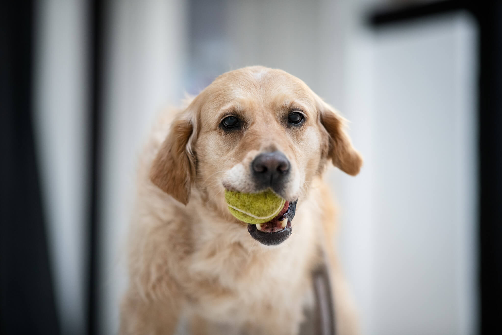 Ein Hund möchte spielen, während er bei Entdeckerpfoten Köln in Betreuung ist